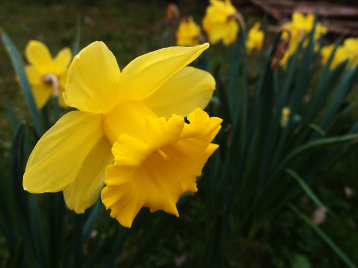 Free Daffodil Pictures 1