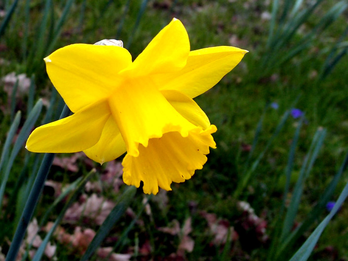 Free Daffodil Pictures 2