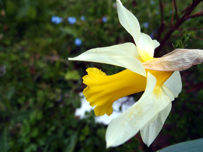 Free Daffodil Pictures 3