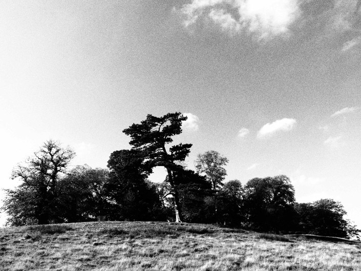 Petworth Park Stock Photography 2