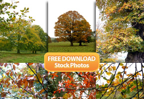 FREE Autumnal Stock Photography from Tidy Design