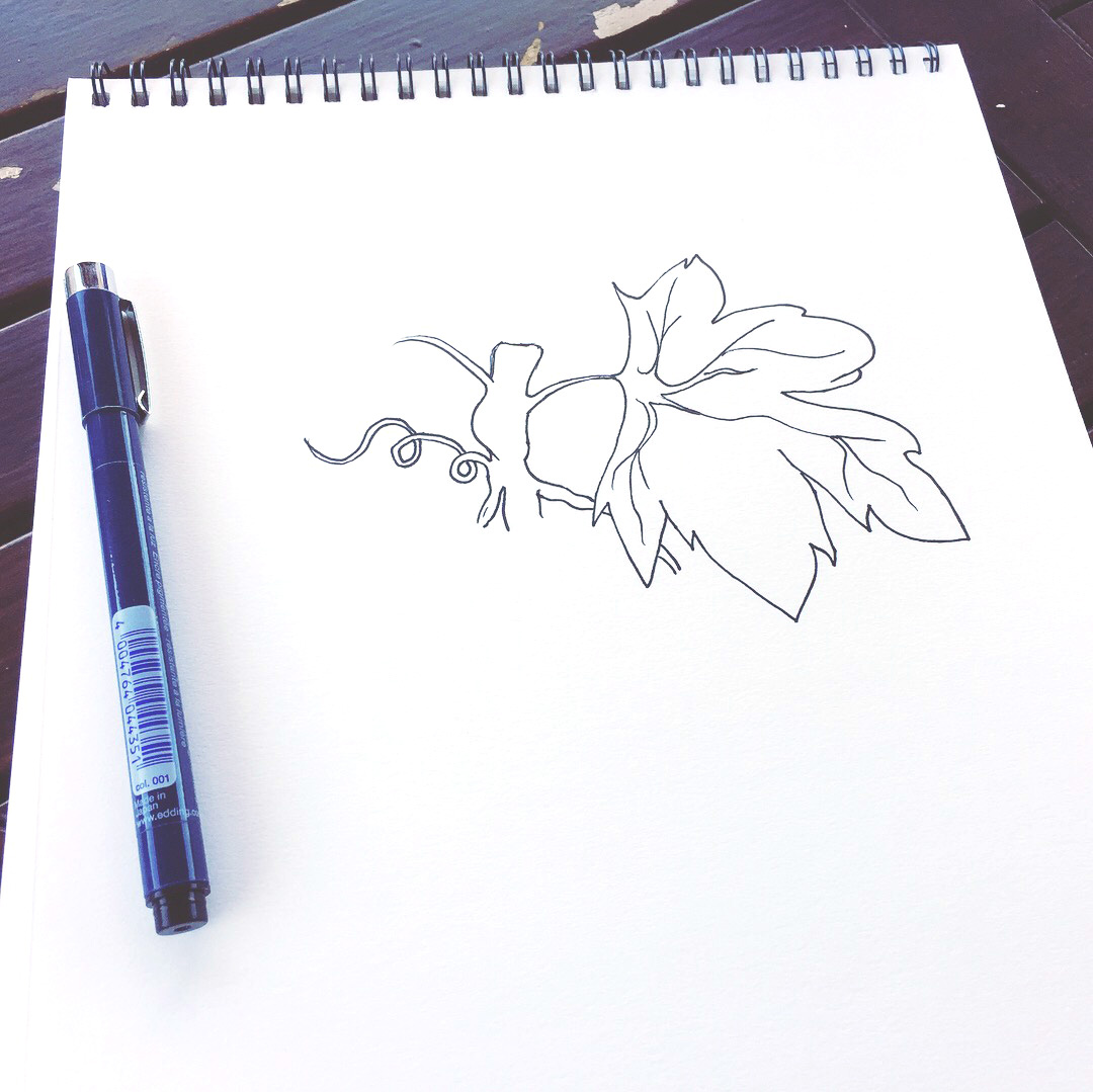 Grapevine Pen Sketch 01