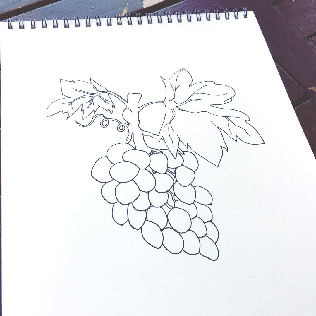 Grapevine Pen Sketch 02