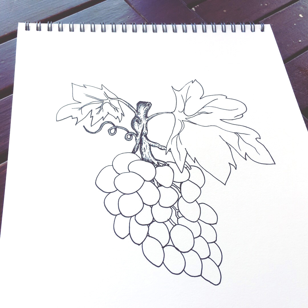 Grapevine Pen Sketch 03