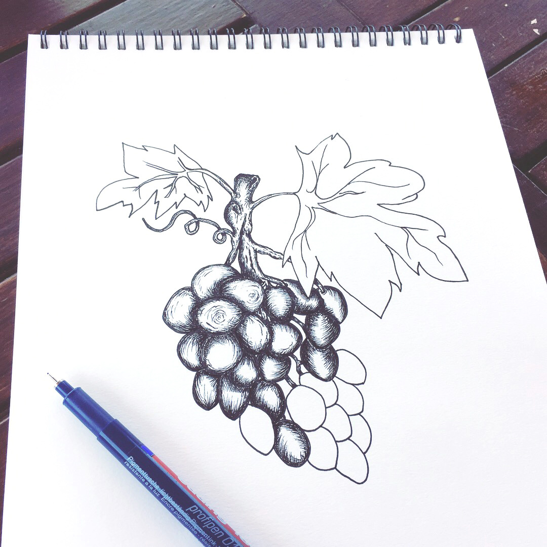 Grapevine Pen Sketch 04