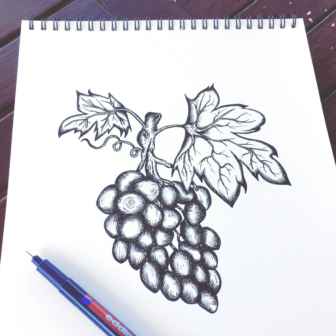 Grapevine Pen Sketch 05