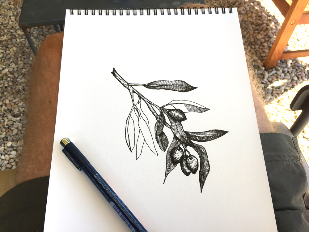 Olives Sketch 02