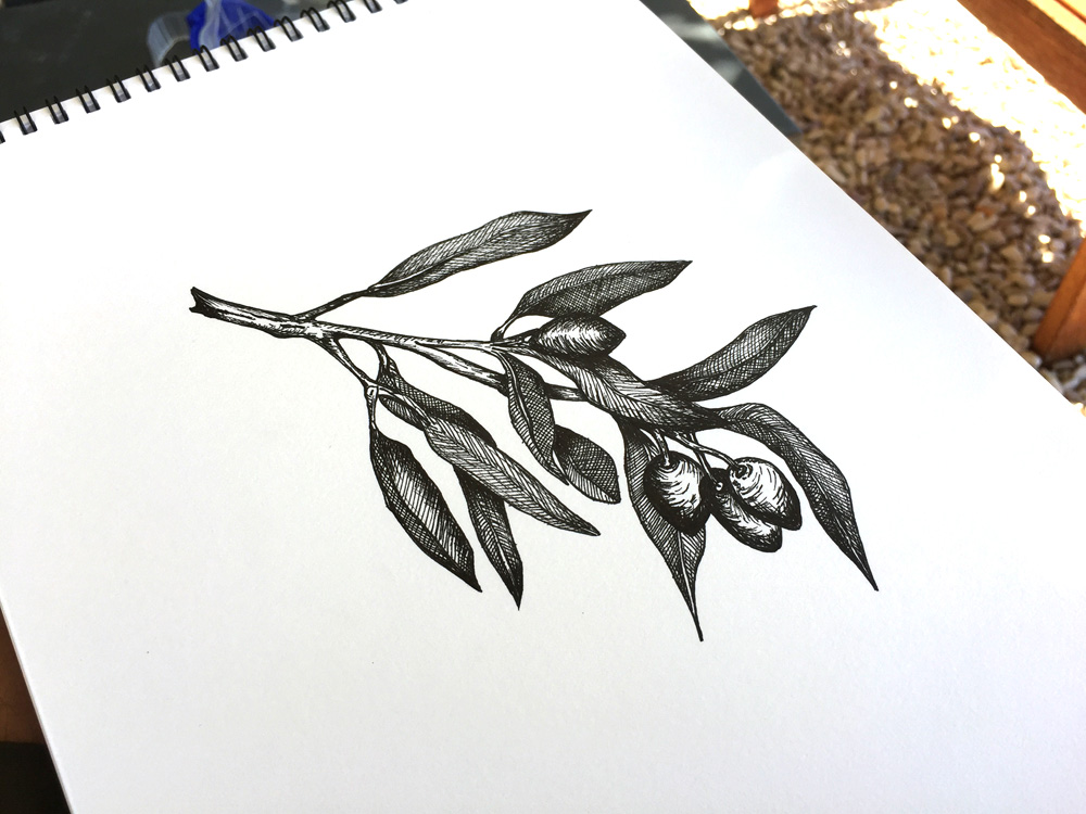 Olive Branch Illustration
