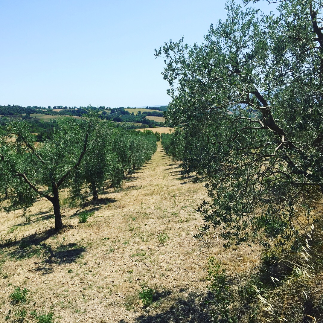 Olive Trees 01