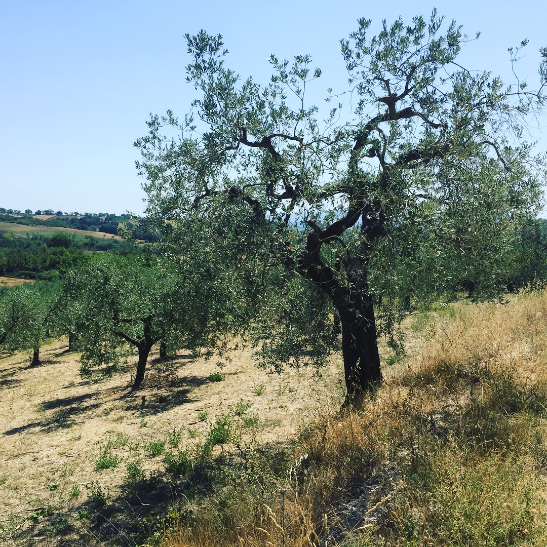 Olive Trees 02
