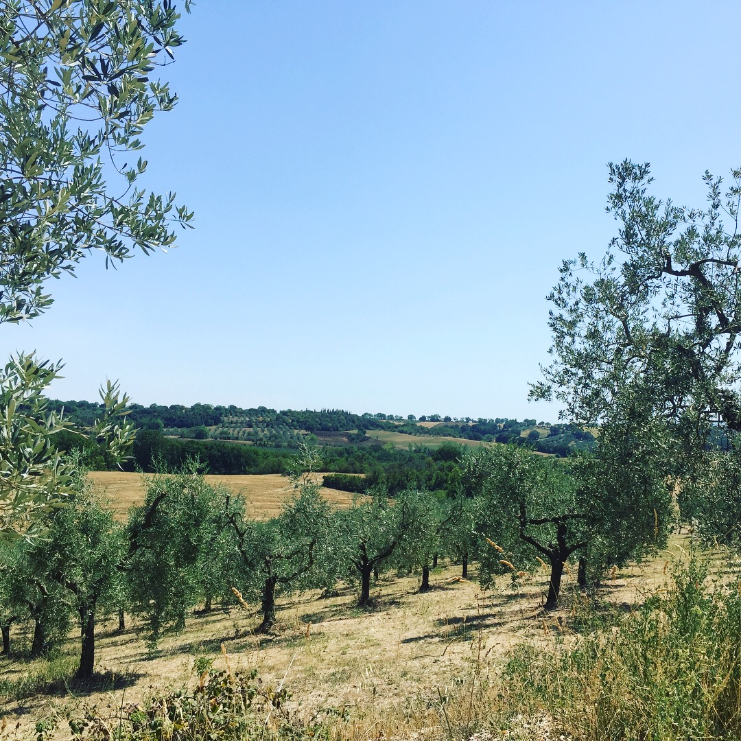 Olive Trees 03