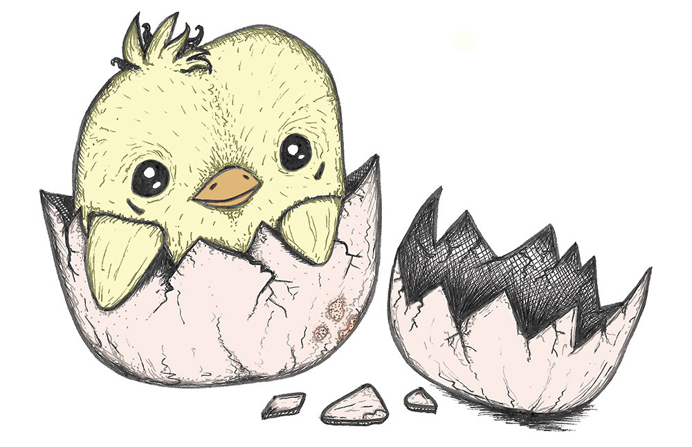 chick hatching drawing