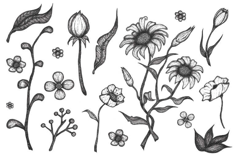 Free Flower Drawings | Hand Drawn Flower Drawing | Floral Artwork