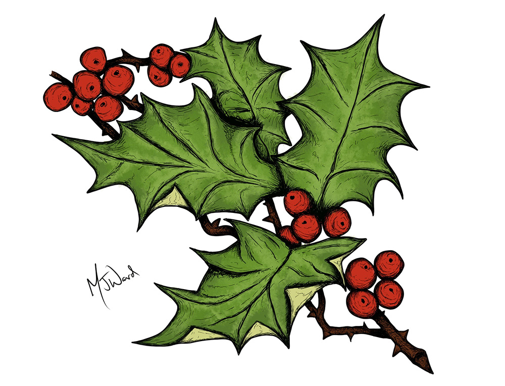 Christmas Holly Drawing