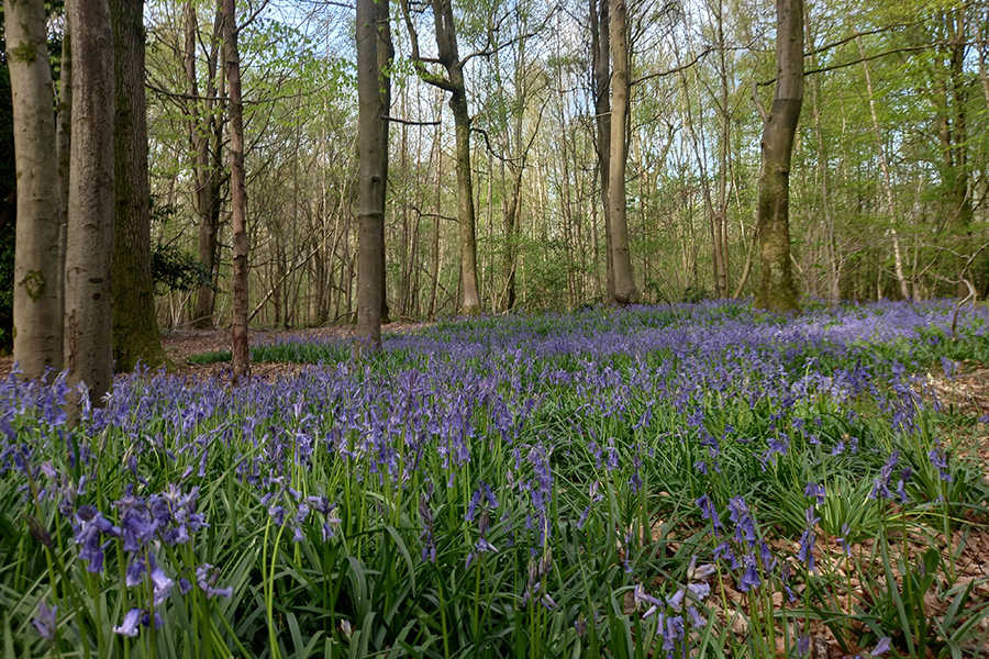 Horndean